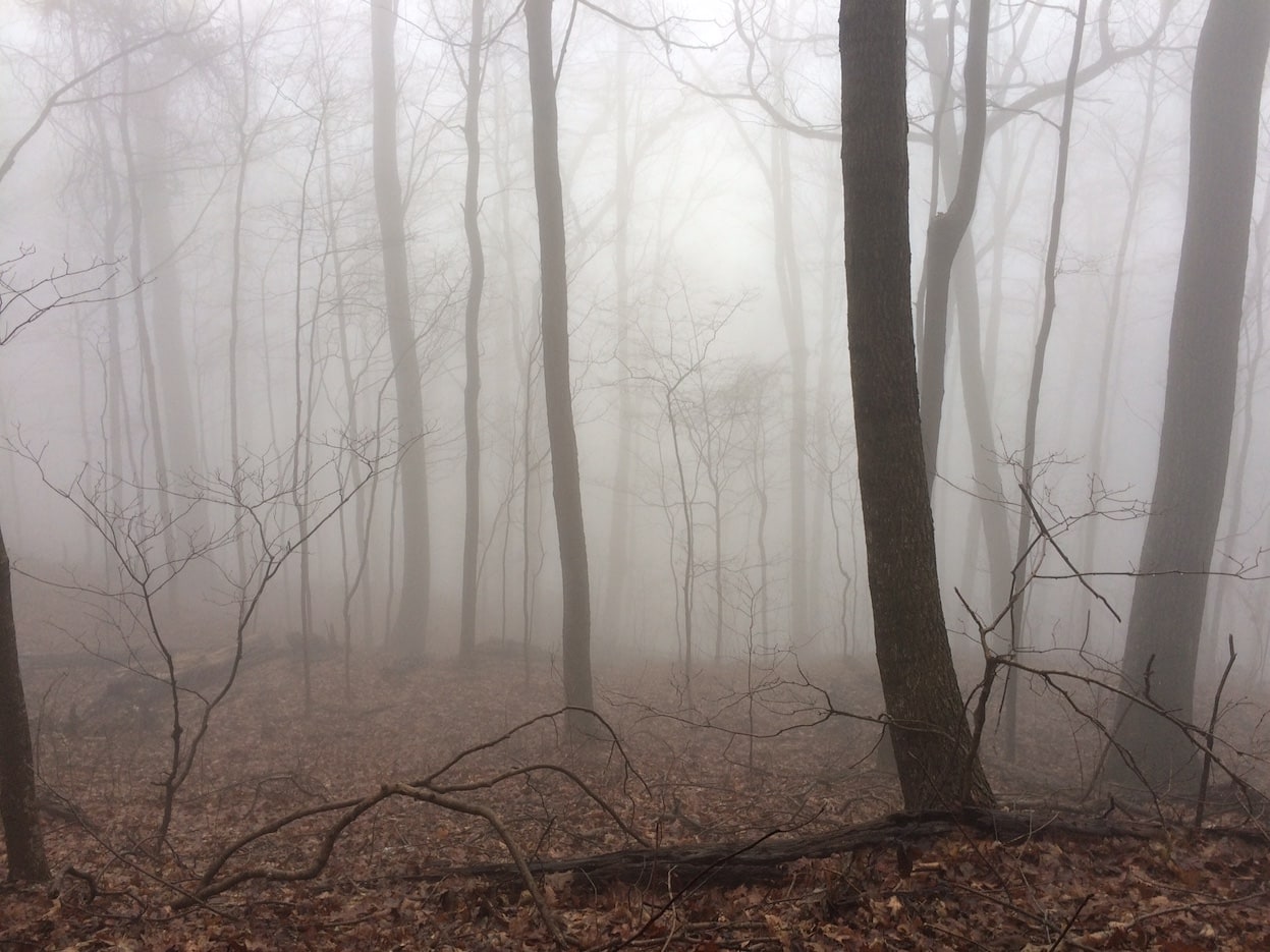 The fog at Frozen Head State Park